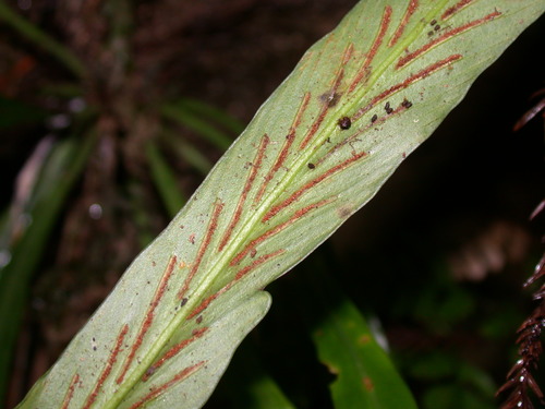 Asplenium ensiforme