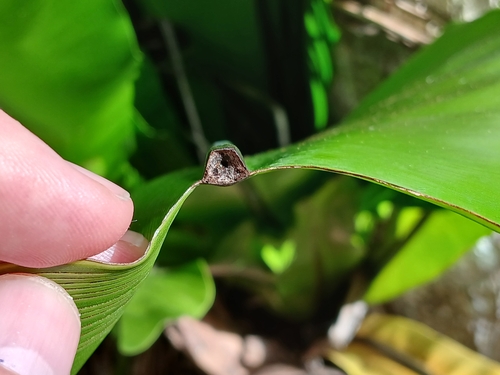 Asplenium nidus
