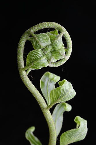 Asplenium oblongifolium