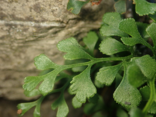 Asplenium ruta-muraria