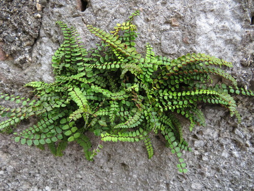 Asplenium trichomanes