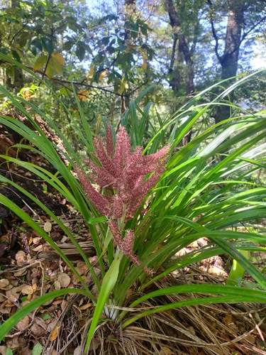 Astelia solandri