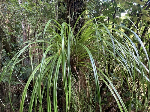 Astelia solandri