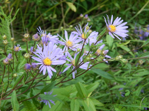 Aster amellus