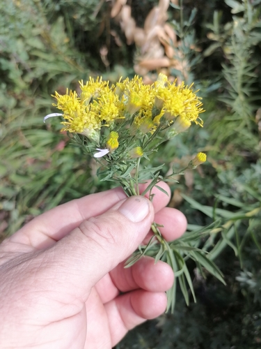 Aster hauptii