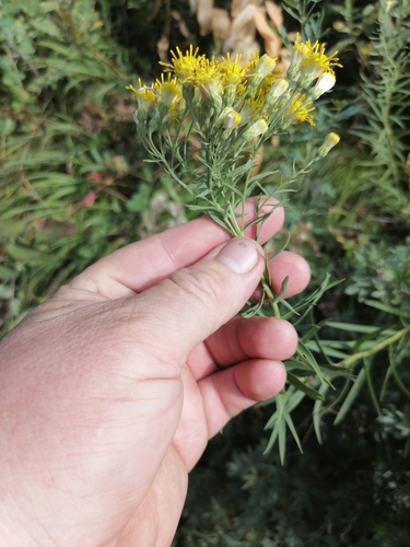 Aster hauptii