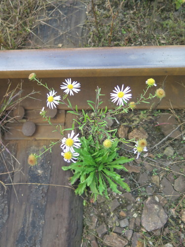 Aster hispidus
