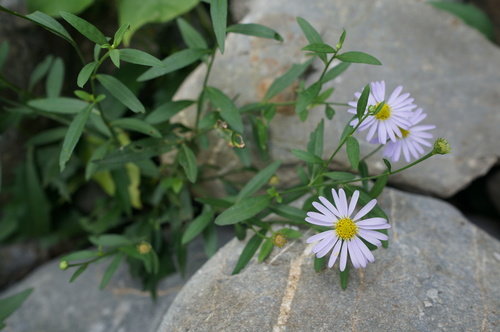 Aster indicus