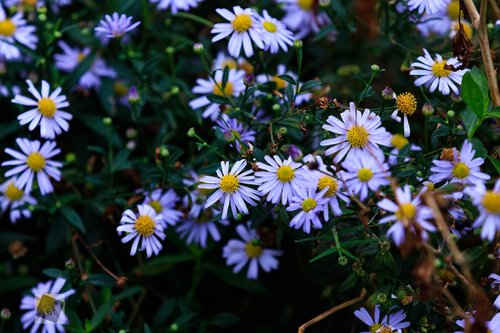 Aster indicus
