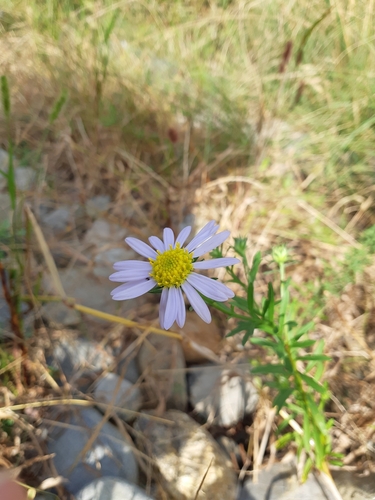 Aster kantoensis