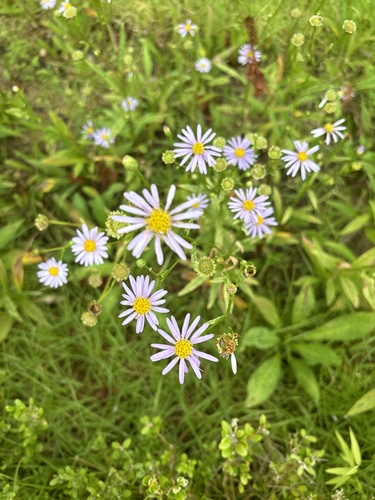 Aster koraiensis