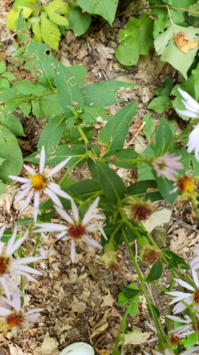Aster macrophyllus