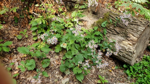 Aster macrophyllus