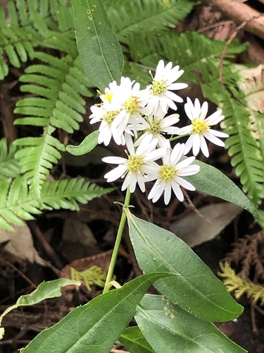 Aster pseudoglehnii