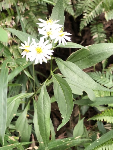 Aster pseudoglehnii