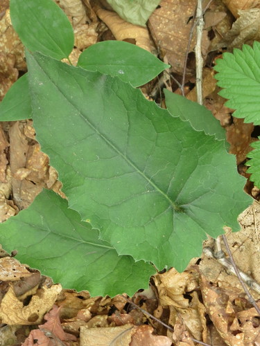 Aster scaber