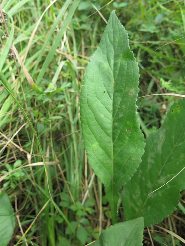 Aster tataricus