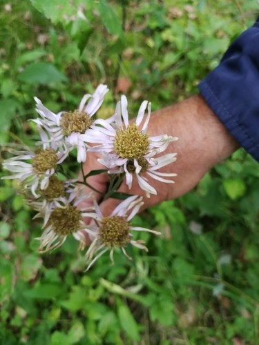 Aster tataricus