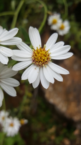 Aster trinervius var. adustus