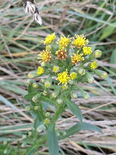 Aster tripolium