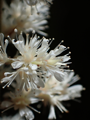 Astilbe longicarpa