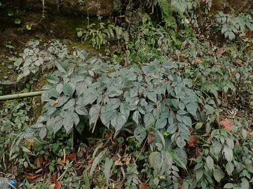 Astilbe rivularis
