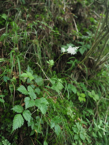 Astilbe thunbergii