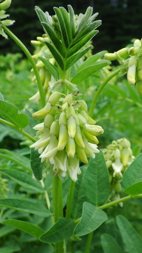 Astragalus americanus