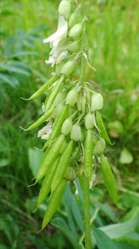 Astragalus americanus