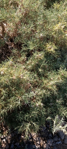 Astragalus brachycalyx