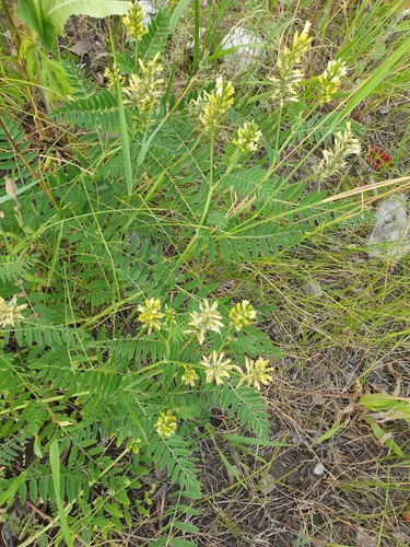 Astragalus cicer