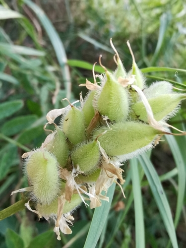 Astragalus cicer