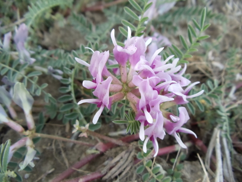 Astragalus crassicarpus