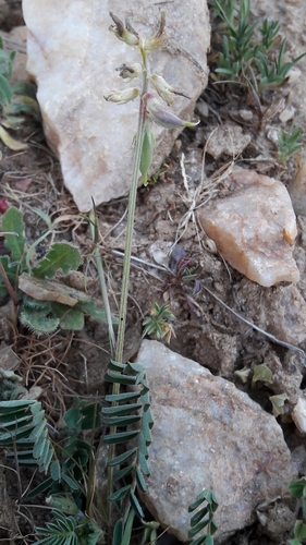 Astragalus cymbicarpos