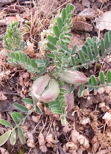 Astragalus cymbicarpos