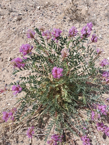 Astragalus diphysus