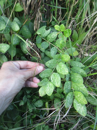 Astragalus glycyphyllus