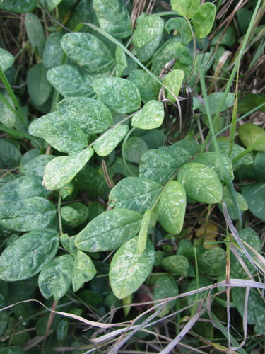 Astragalus glycyphyllus