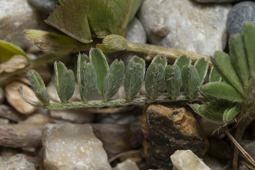 Astragalus hamosus