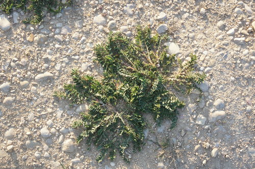 Astragalus hamosus