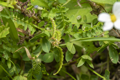 Astragalus pelecinus