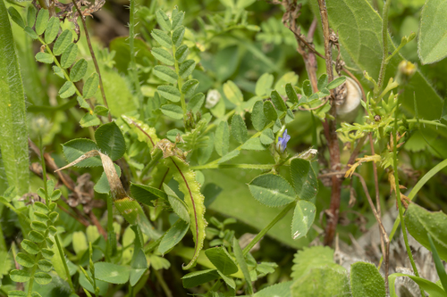 Astragalus pelecinus