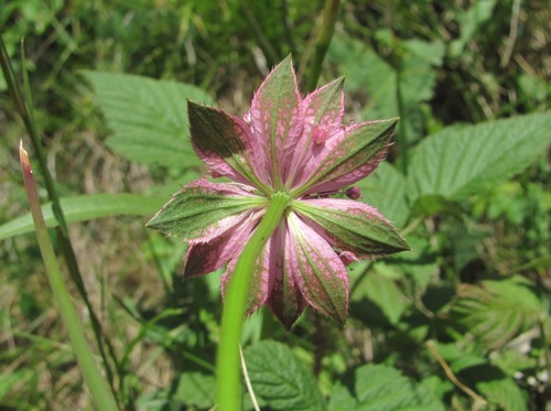 Astrantia maxima