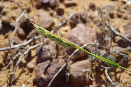 Astrebla pectinata