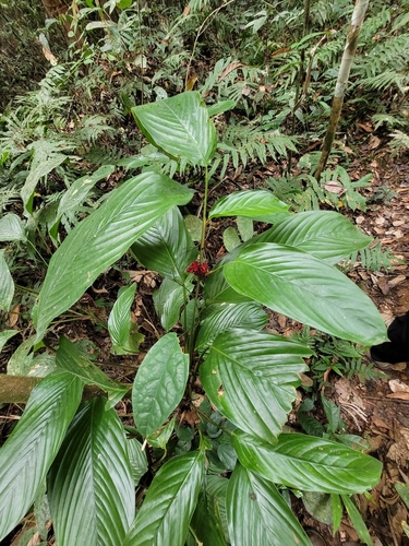 Ataenidia conferta