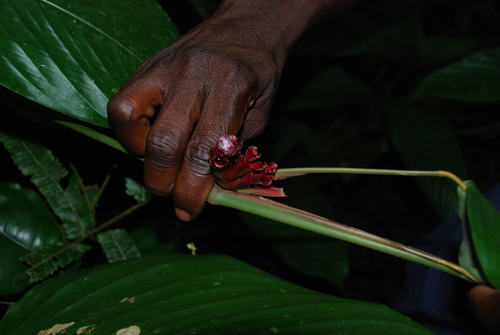 Ataenidia conferta