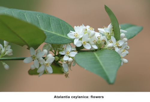 Atalantia ceylanica