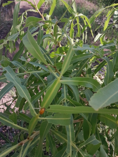 Atalaya variifolia
