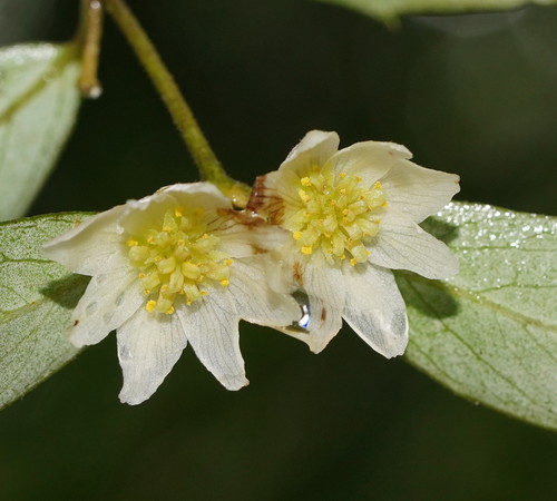 Atherospermataceae