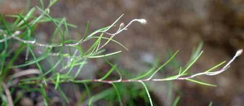 Athrixia angustissima